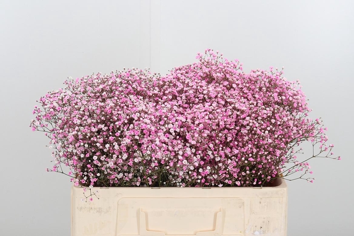 <h4>Gyps Painted Pink</h4>
