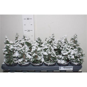 Cham Th Top Point Snow