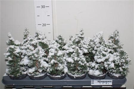 <h4>Cham Th Top Point Snow</h4>