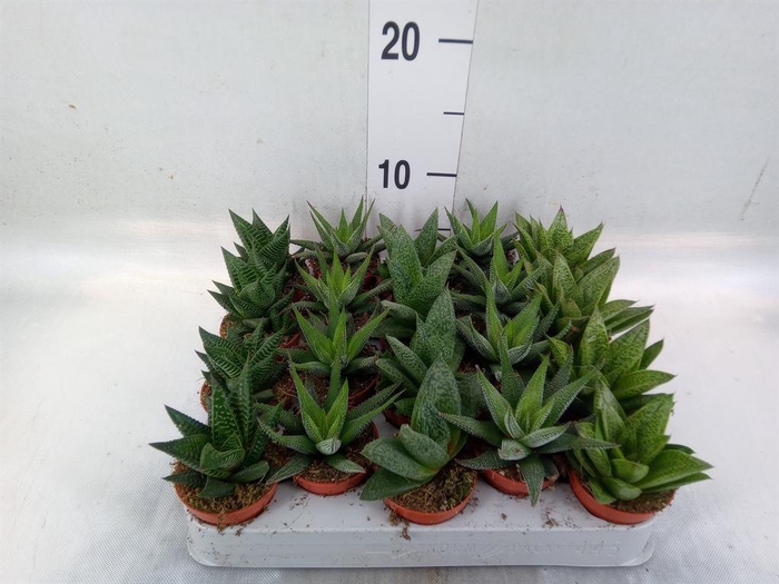 <h4>Aloe ...mix</h4>