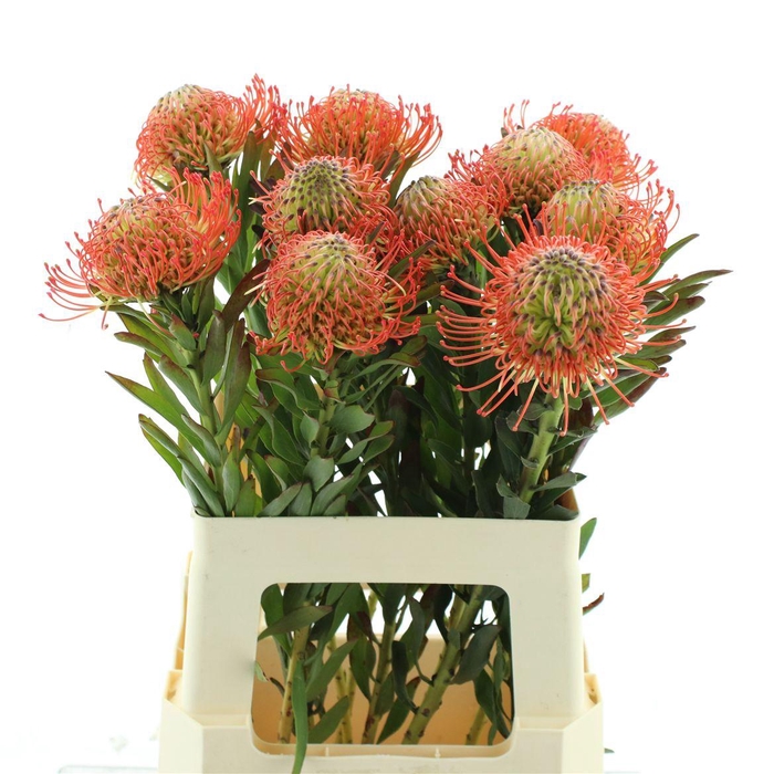 <h4>Leuco Co Succession</h4>