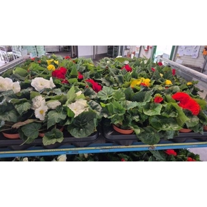 Begonia tuber.   ...