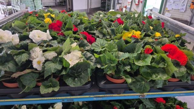 <h4>Begonia tuber.   ...</h4>