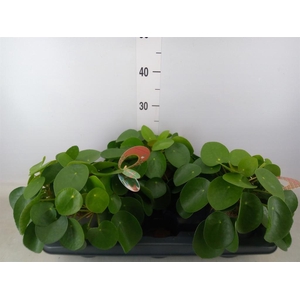 Pilea peperomioides