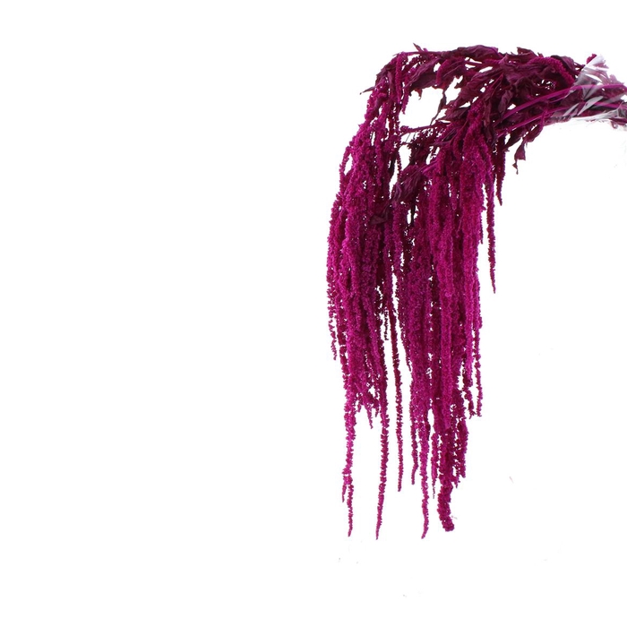 <h4>Pres Amaranthus Bleached Magenta</h4>