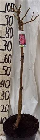 <h4>Rosa Fl Ov Paars</h4>