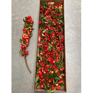 MALUS TAK RED SENTINAL 60CM