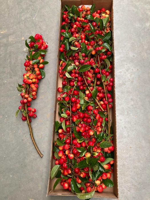 <h4>MALUS TAK RED SENTINAL 60CM</h4>