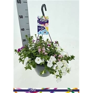 PERKPL GEM IN POT