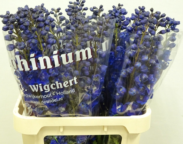 <h4>Delph Dewi Dark Blue Smile Wigchert</h4>