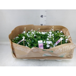 Campanula porten. 'Ambella White'