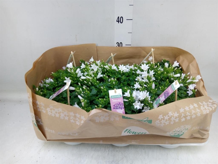 <h4>Campanula porten. 'Ambella White'</h4>