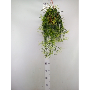 Rhipsalis floccosa