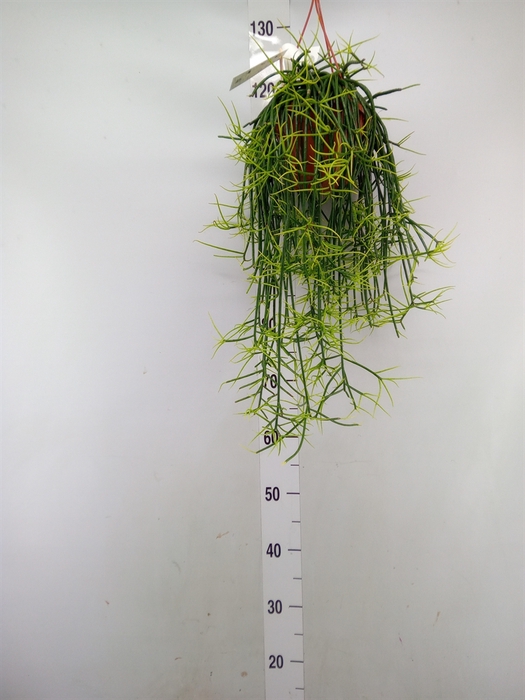 <h4>Rhipsalis floccosa</h4>