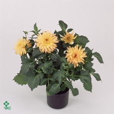 Dahlia DE 'Gallery Pablo'