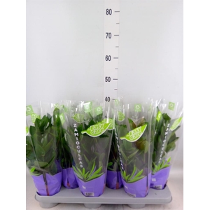 Zamioculcas zamiifolia