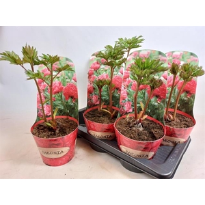 Paeonia mix 17Ø 45cm