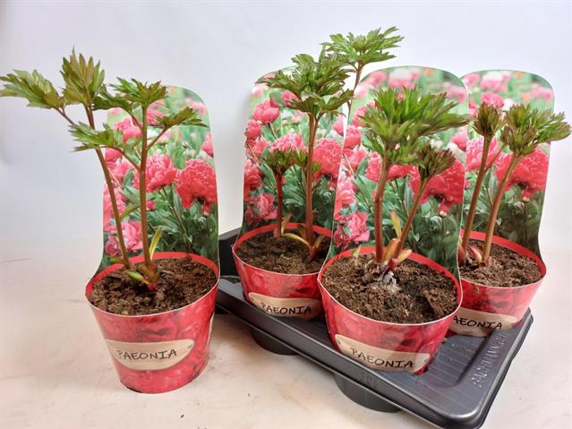 Paeonia mix 17Ø 45cm
