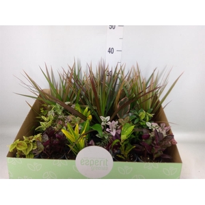 Planten ..mix