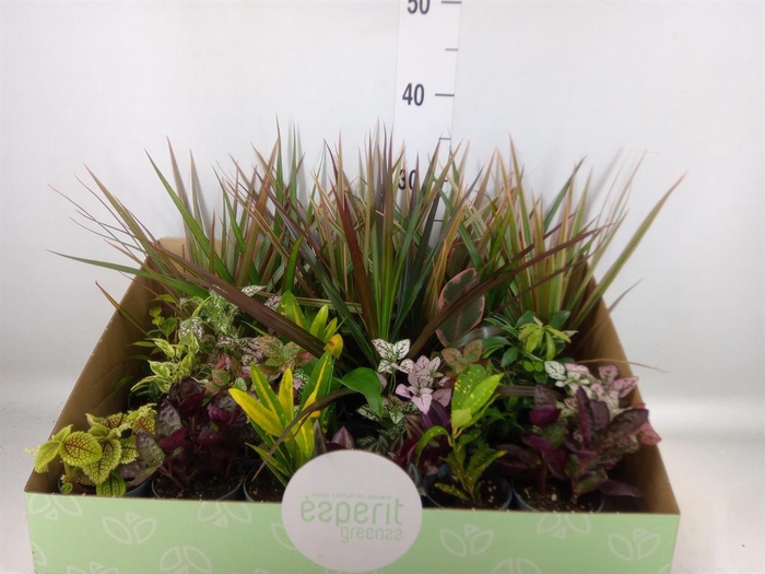 <h4>Planten ..mix</h4>