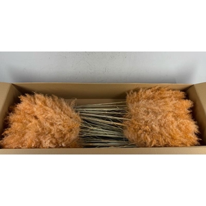 Df Pampas 115cm Orange