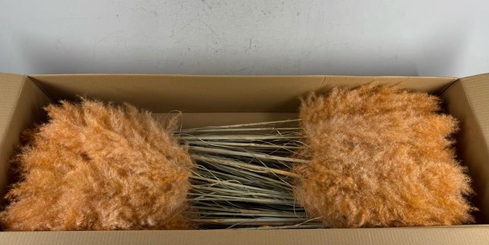 <h4>Df Pampas 115cm Orange</h4>