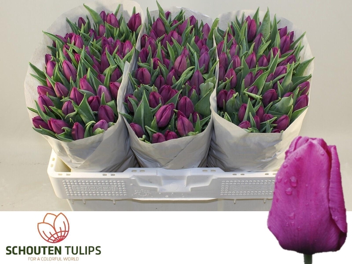 <h4>TU EN PURPLE PRINCE</h4>