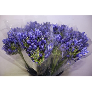 Agap Eyfori Blue X5