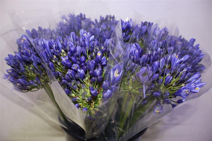 <h4>Agap Eyfori Blue X5</h4>