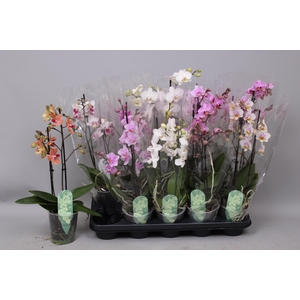 PHAL MF GEM 6 KL