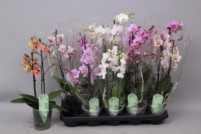 <h4>PHAL MF GEM 6 KL</h4>