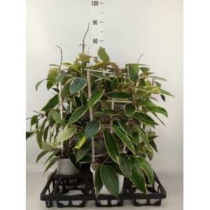 Hoya australis