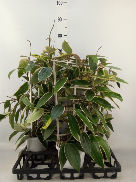 <h4>Hoya australis</h4>