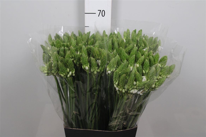 <h4>Ornit Thyrsoides</h4>