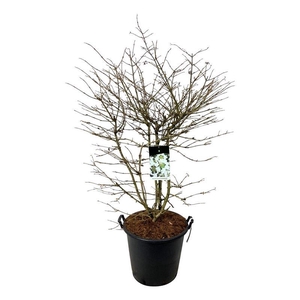 Viburnum plic. 'Kilimandjaro' (pbr)