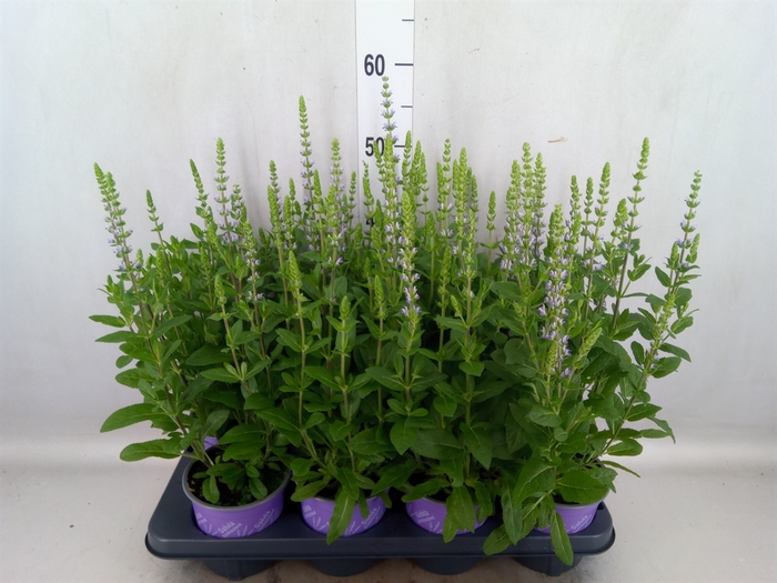 <h4>Salvia nemorosa 'Ostfriesland'</h4>