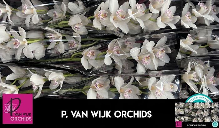 <h4>CYMB T SILVER</h4>