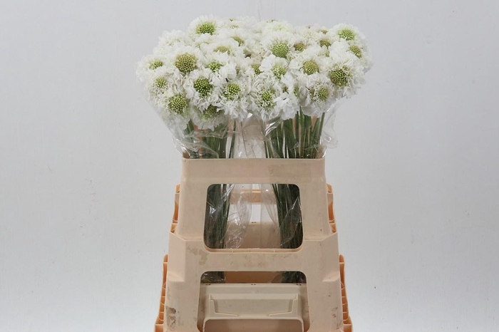 <h4>SCAB AT MILKY SCOOP</h4>