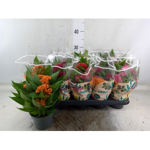 Celosia arg. CR 'Twisted'   ...mix