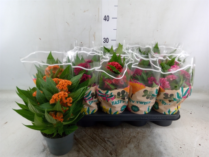 <h4>Celosia arg. CR 'Twisted'   ...mix</h4>