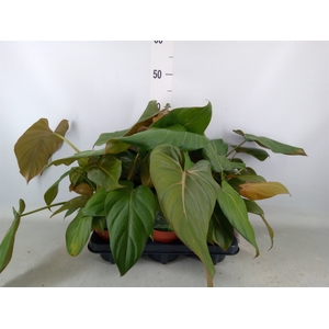 Philodendron   ...