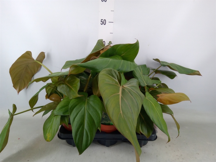 <h4>Philodendron   ...</h4>