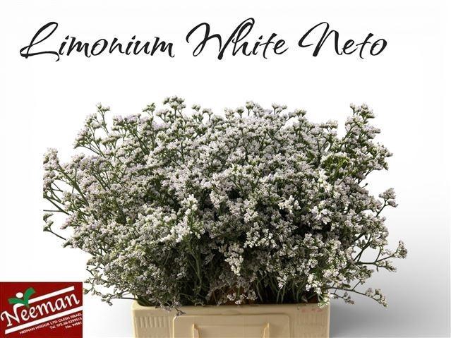 <h4>LIM WHITE NETO</h4>