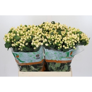 Hypericum Mag White Prince