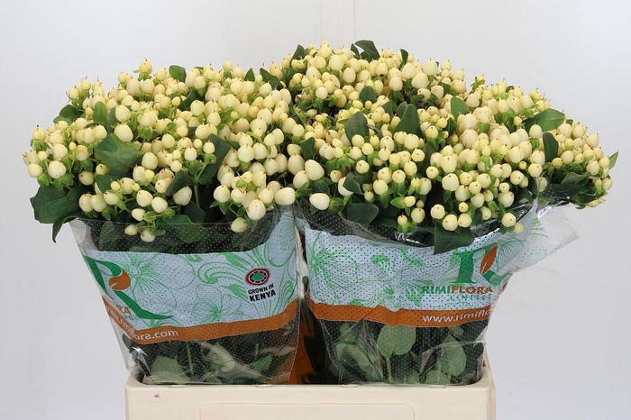 <h4>Hypericum Mag White Prince</h4>