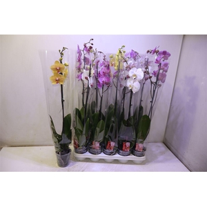 Phal Gem