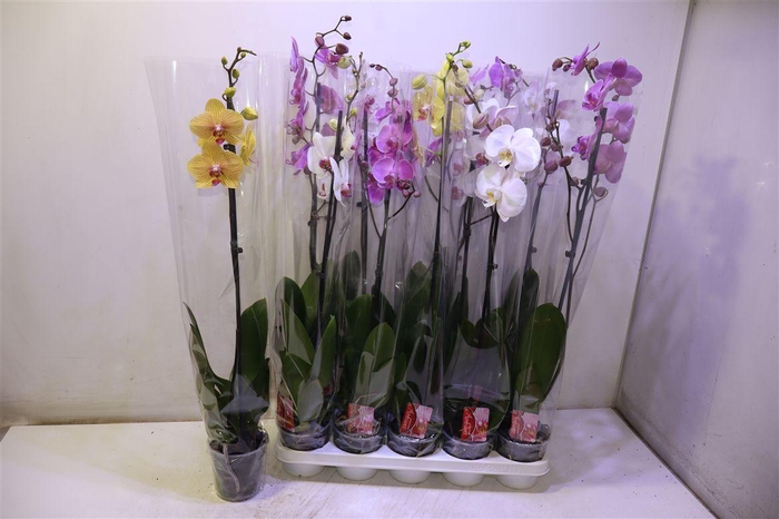 <h4>Phal Gem</h4>