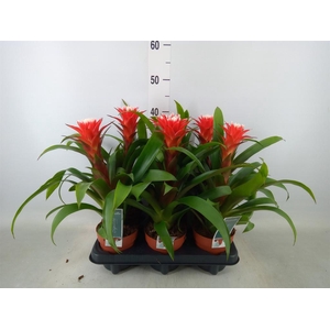 Guzmania  'Hope'