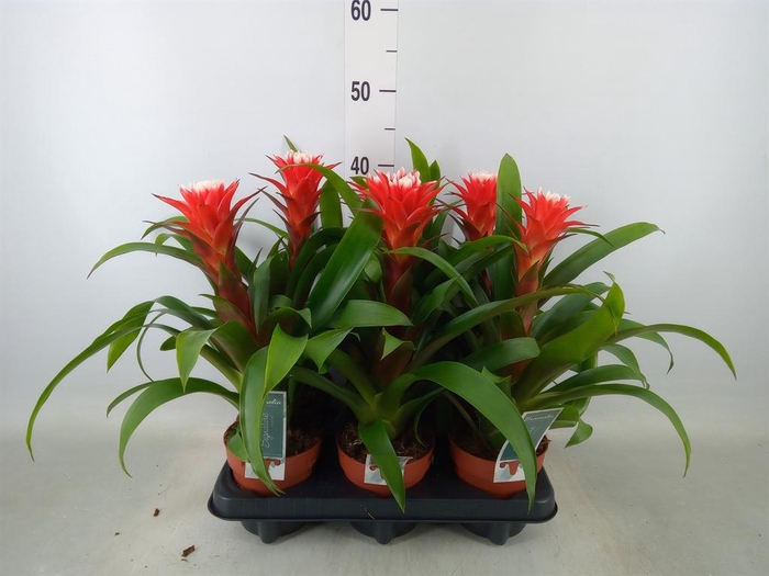 <h4>Guzmania  'Hope'</h4>