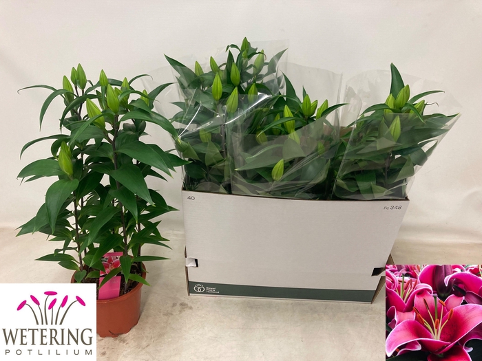 <h4>LIL OR SUNNY KEYS</h4>